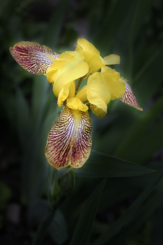 Iris Yellow 0301