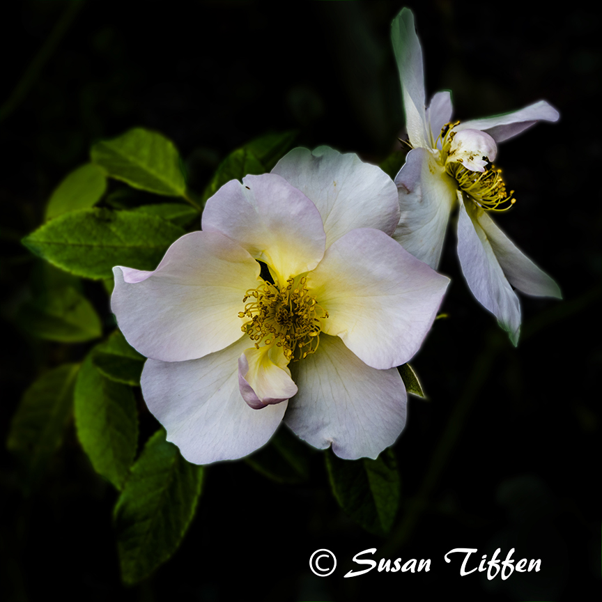 Yellow Ranuculus