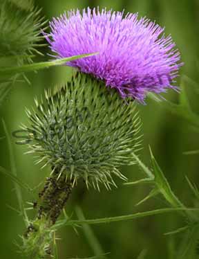 Purple Thistle