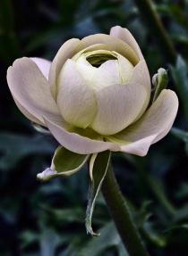 White Ranuculus Bud