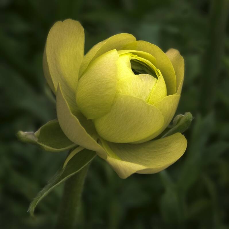 Yellow Ranuculus