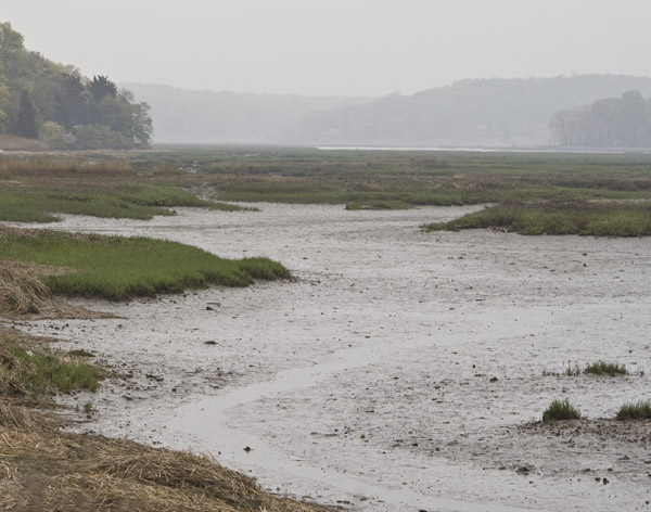 Low Tide Mist