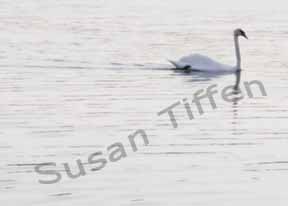 Sunset Swan