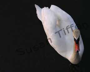 Roslyn Park Swan