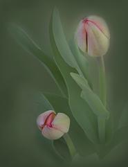 Layered Tulips