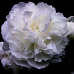 White Peony 8