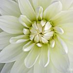 Cameo Dahlia 9