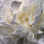 White Peony 10