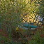 Boat in the Reeds