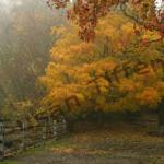 Fall Haze, Cold Spring Harbor