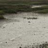 Low Tide Green - Nissequogue River