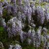 Wisteria
