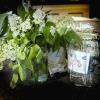Lilacs & Tips